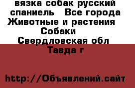 вязка собак русский спаниель - Все города Животные и растения » Собаки   . Свердловская обл.,Тавда г.